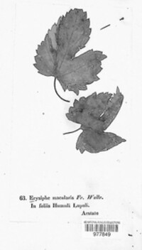 Image Associated With the Occurence